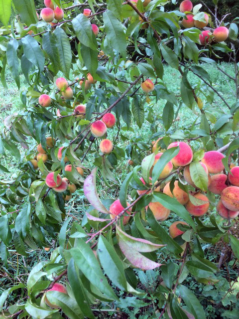 jardin jardin
